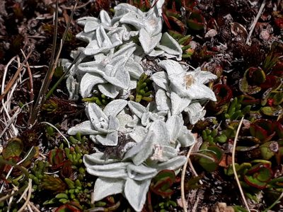 Argyrotegium mackayi, photographed by Leon Perrie