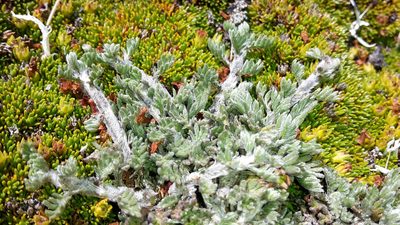 Leptinella albida, photographed by naturewatchwidow
