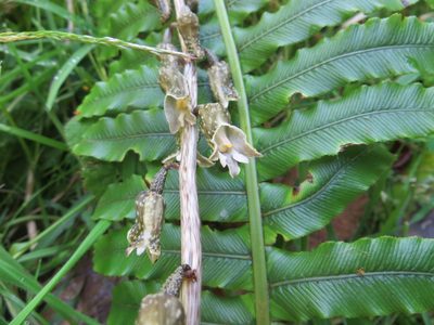 Gastrodia molloyi, photographed by Kathy Warburton
