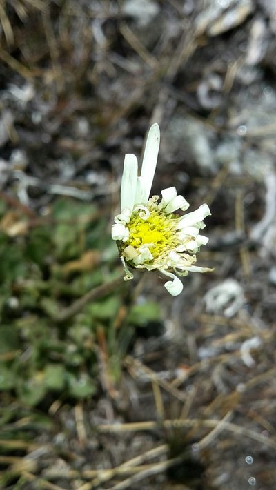 Brachyscome montana, photographed by naturewatchwidow