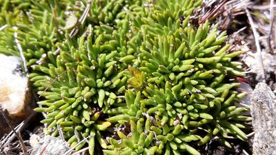 Abrotanella inconspicua, photographed by naturewatchwidow