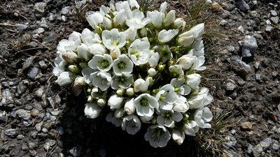 Gentianella divisa, photographed by naturewatchwidow