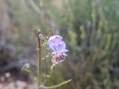 Penstemon comarrhenus, photographed by Robbie Hannawacker
