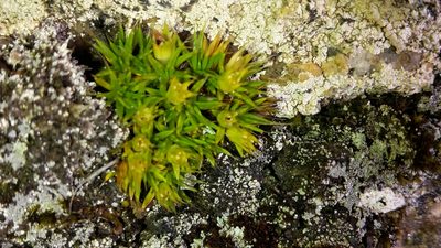 Colobanthus buchananii, photographed by naturewatchwidow