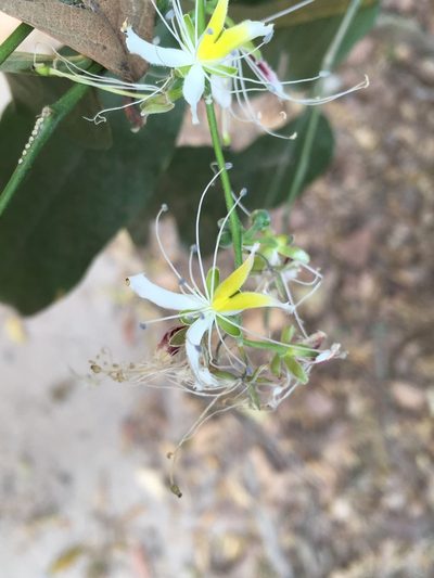 Capparis micracantha, photographed by Matt Berger