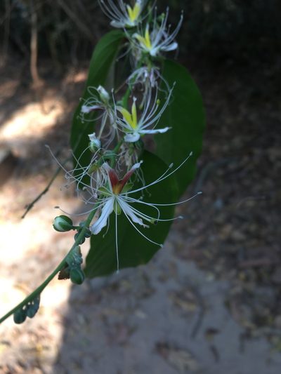 Capparis micracantha, photographed by Matt Berger