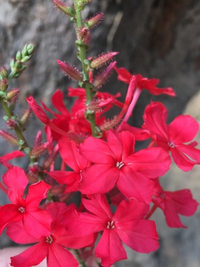 Plumbago indica, photographed by Matt Berger