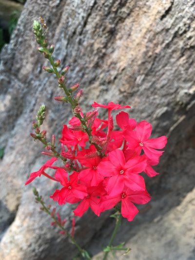 Plumbago indica, photographed by Matt Berger