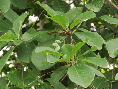 Terminalia muelleri, photographed by coenobita
