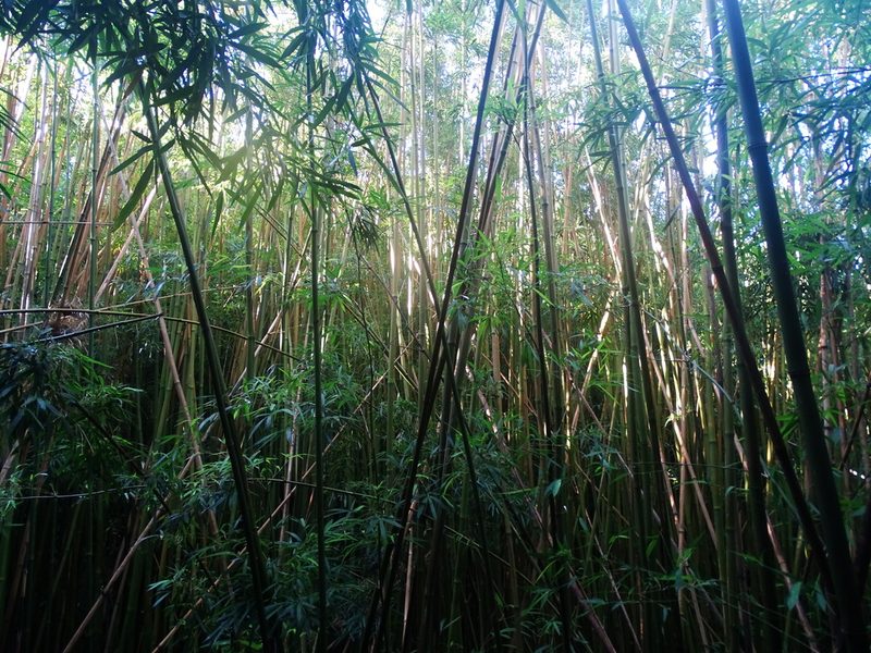 Phyllostachys nigra, photographed by Jesse Rorabaugh