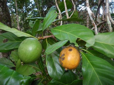 Atractocarpus fitzalanii, photographed by coenobita