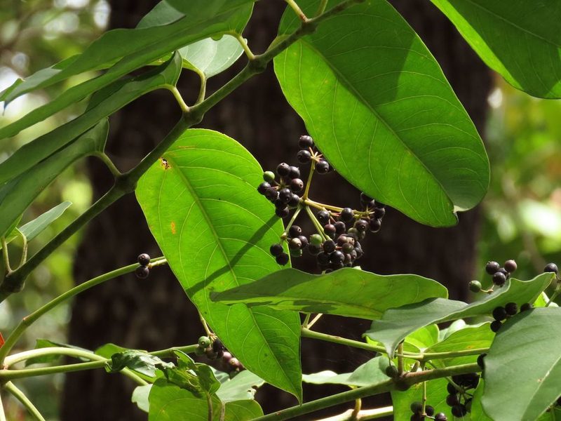 Polyscias australiana, photographed by coenobita