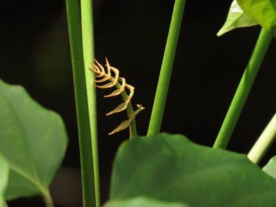 Polyscias australiana, photographed by coenobita