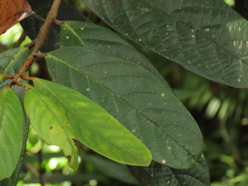 Cryptocarya mackinnoniana, photographed by coenobita