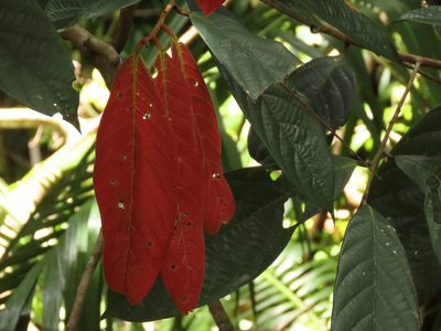 Cryptocarya mackinnoniana, photographed by coenobita