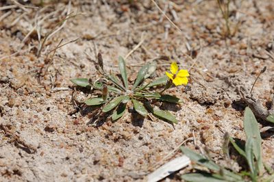 Goodenia humilis, photographed by Lek Khauv