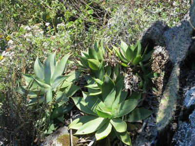 Agave mitis, photographed by Sandino Guerrero
