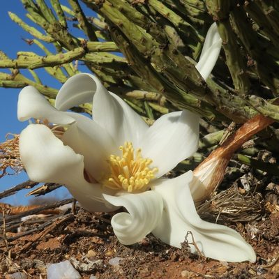 Gethyllis britteniana, photographed by Kevin Murray