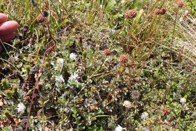 Acaena fissistipula, photographed by Joe Potter Butler