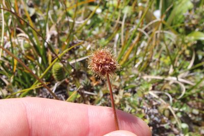 Acaena fissistipula, photographed by Joe Potter Butler