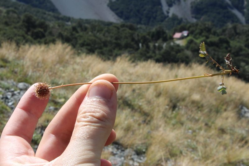 Acaena fissistipula, photographed by Joe Potter Butler