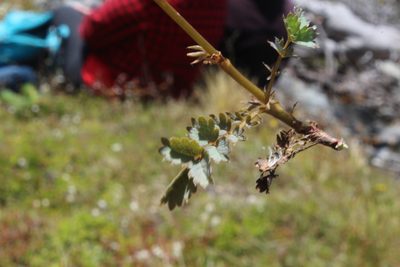 Acaena fissistipula, photographed by Joe Potter Butler