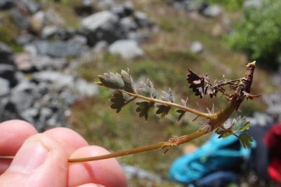 Acaena fissistipula, photographed by Joe Potter Butler