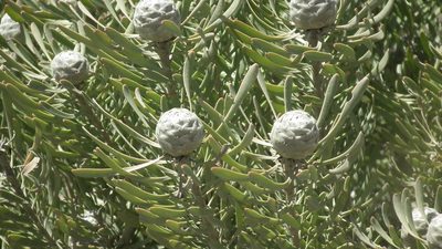 Leucadendron galpinii, photographed by Shaun Swanepoel