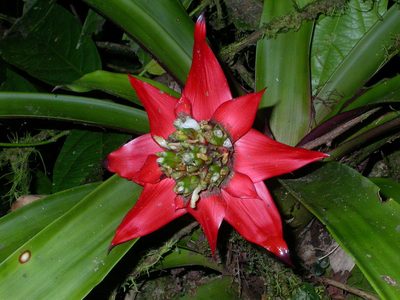Guzmania conglomerata, photographed by Nick Block