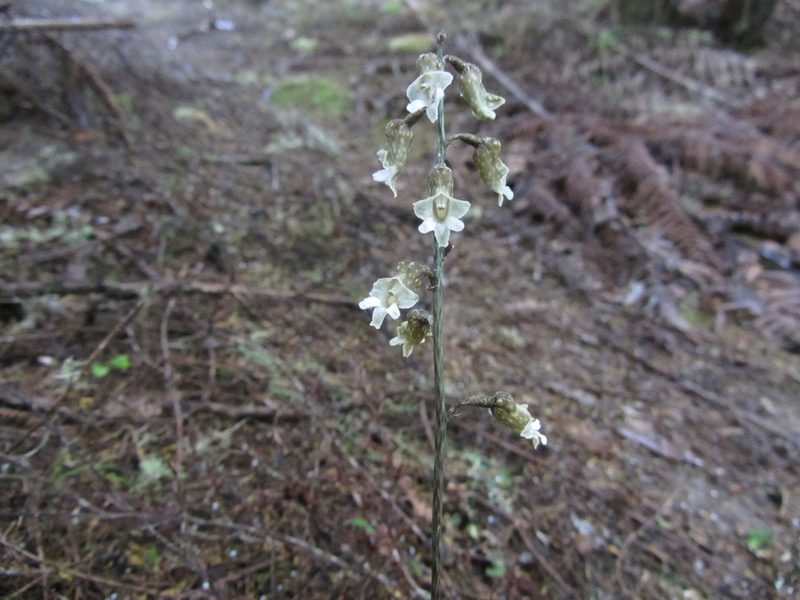 Gastrodia cooperae, photographed by Kathy Warburton
