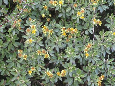 Brachyglottis monroi, photographed by William Brockelsby