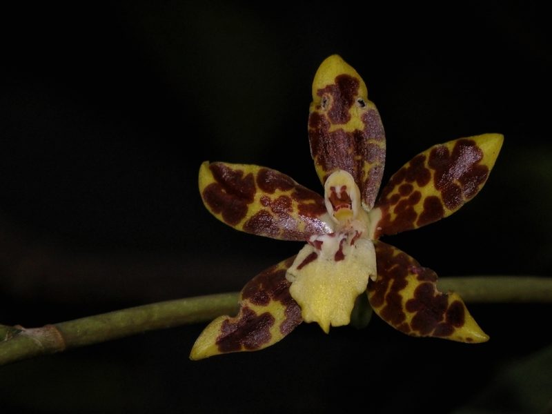 Oncidium maculatum, photographed by Victor De la Cruz