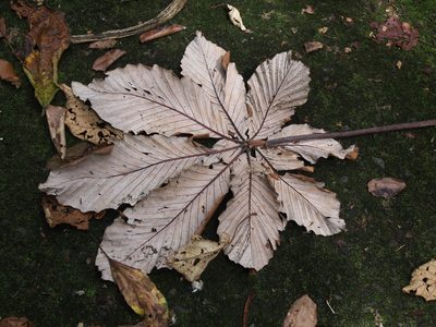 Cecropia insignis, photographed by Lena Struwe