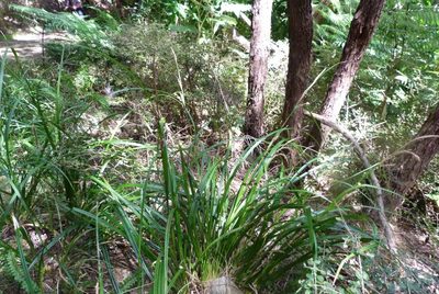Carex solandri, photographed by Colin Meurk