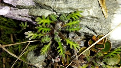 Leptinella pectinata, photographed by naturewatchwidow