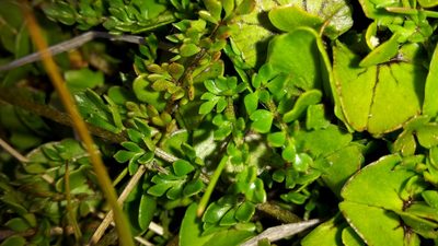 Ranunculus gracilipes, photographed by naturewatchwidow