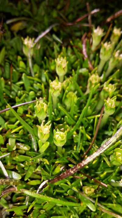 Colobanthus apetalus, photographed by naturewatchwidow