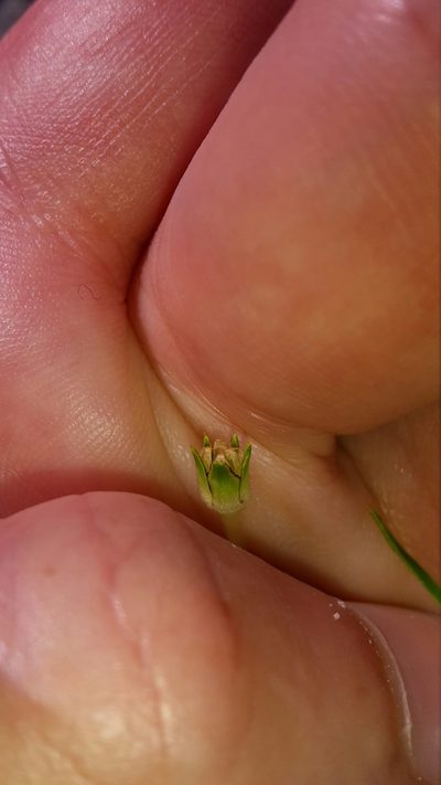 Colobanthus apetalus, photographed by naturewatchwidow
