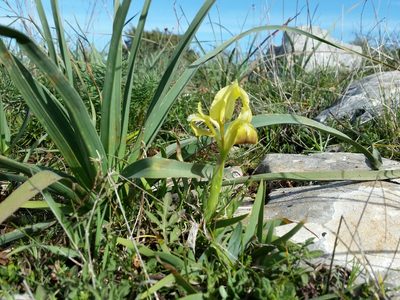 Iris pseudopumila, photographed by Francesco Cecere