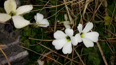 Ourisia glandulosa, photographed by naturewatchwidow