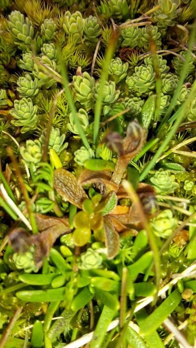 Myosotis bryonoma, photographed by naturewatchwidow