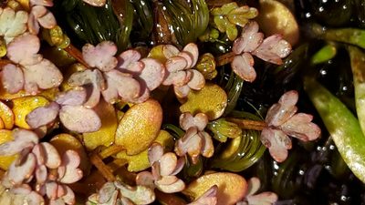Acaena saccaticupula, photographed by naturewatchwidow