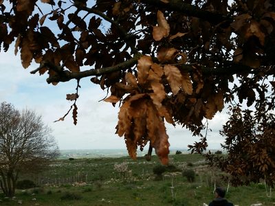 Quercus trojana, photographed by Francesco Cecere