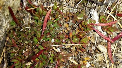 Epilobium tasmanicum, photographed by naturewatchwidow