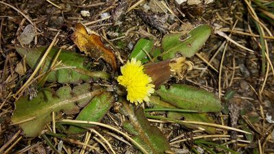 Taraxacum zealandicum, photographed by naturewatchwidow