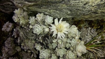 Raoulia youngii, photographed by naturewatchwidow
