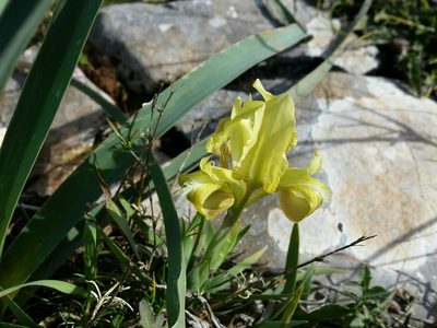 Iris pseudopumila, photographed by Francesco Cecere