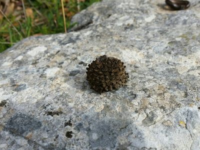 Quercus trojana, photographed by Francesco Cecere