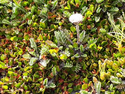 Leptinella pectinata, photographed by Leon Perrie