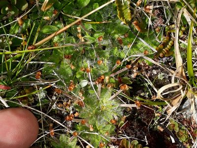 Plantago lanigera, photographed by Leon Perrie
